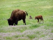 Baby Buffalo image